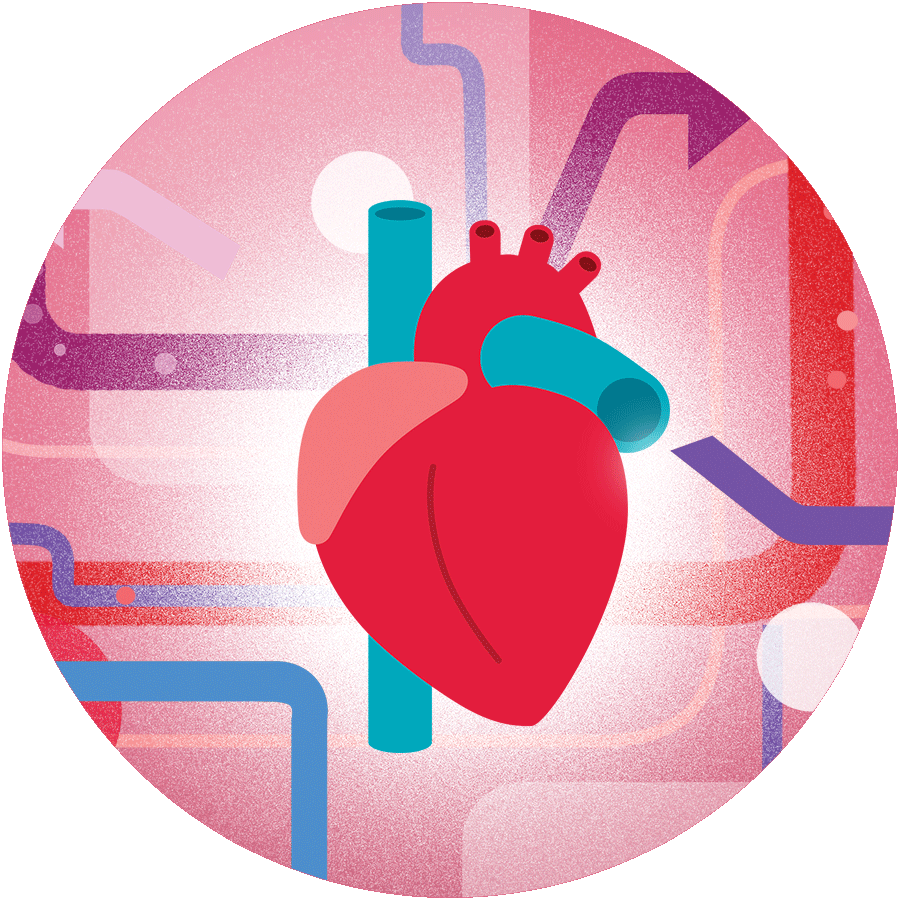 Heart of Circulation